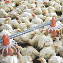 Conjunto completo de equipamentos de avicultura para frangos de corte